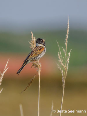 Rohrammer
