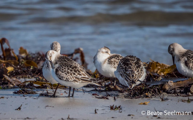 Sanderling macht Pause