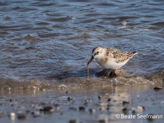 Sanderling mit Wurm