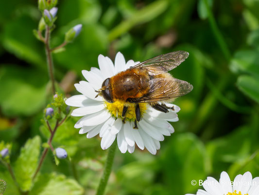 Gemeine Narzissenschwebfliege