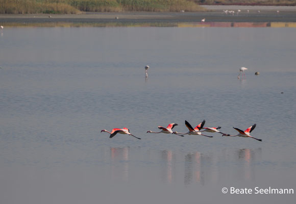Flamingos