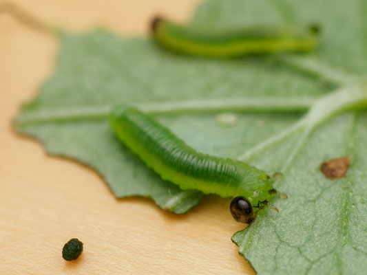 Diese Blattwespenraupen fressen unsere Stachelbeerblätter! Foto auf Tisch aufgenommen