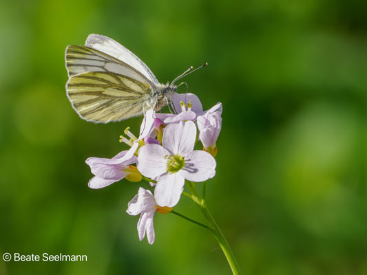 Grünaderweißling am Wiesenschaumkraut