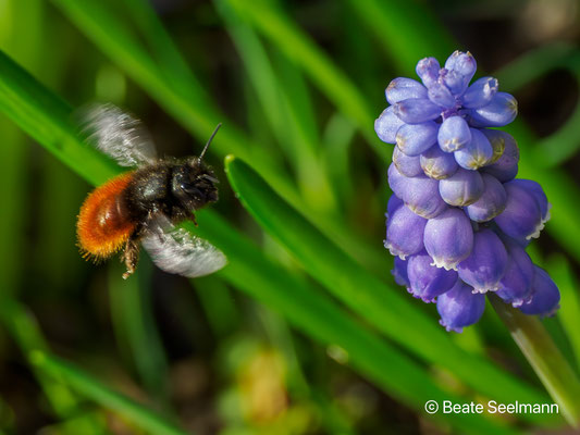weibliche Biene Anflug Perlhyazinthe