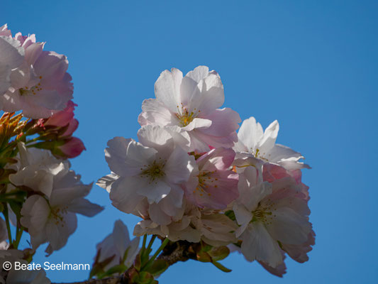 Prunus (Baum, jap. Kirsche)