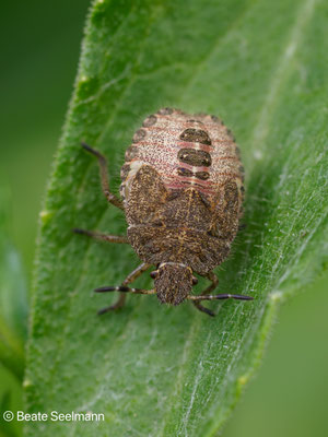 Beerenwanze