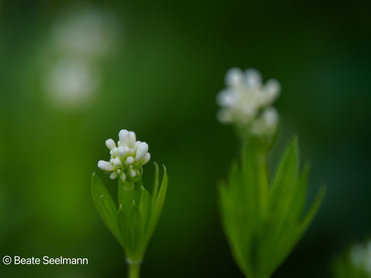 Waldmeister