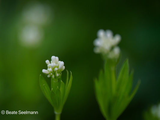 Waldmeister