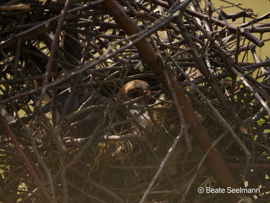 Nest des Rotfussfalken