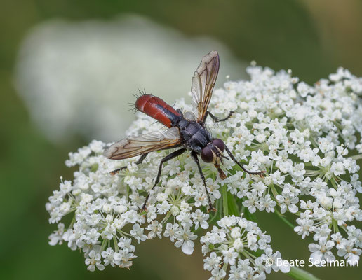 Zweifarbige Raupenfliege