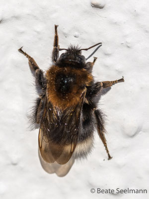 Baumhummel an Hauswand beim Sonnenbad