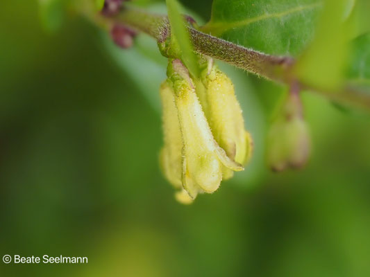 Lonicera