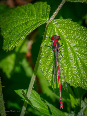 Frühe Adonislibelle