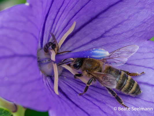 Lasioglossum und Honigbiene im Größenvergleich