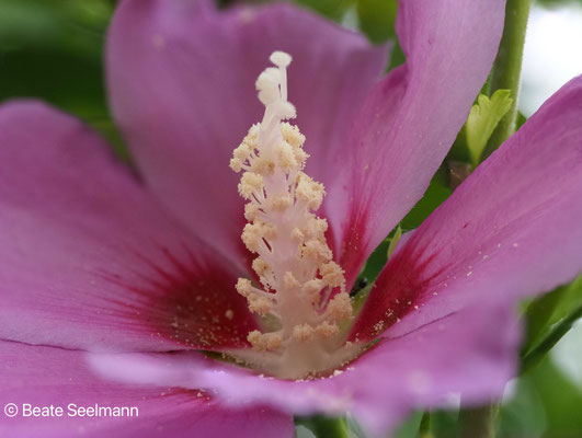 Hibiskus