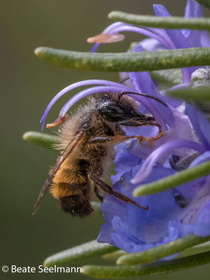männliche Biene am Rosmarin