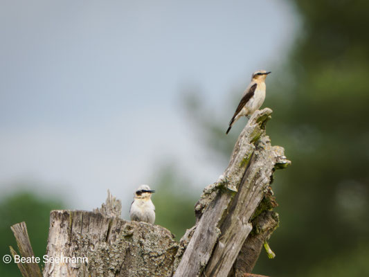 Steinschmätzer JungvogelSteinschmätzer Jungvogel