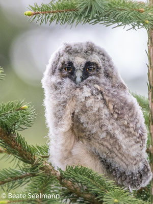 Waldohreule Jungvogel in Heitersheim