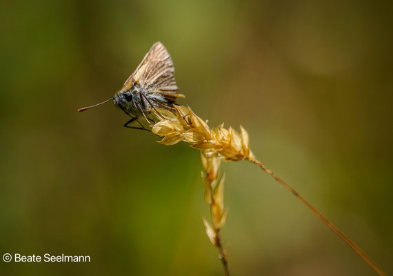Braunkolbiger Braundickkopffalter (Thymelicus sylvestris)