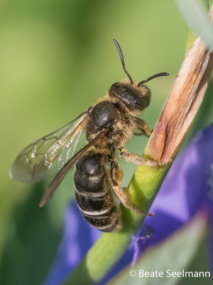 Halictus quadricinctus