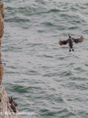 Flugbild von Trottellumme