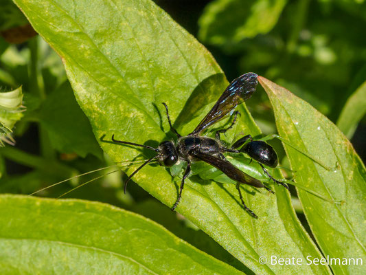 Grabwespe - Isodontia mexicana mit Grille