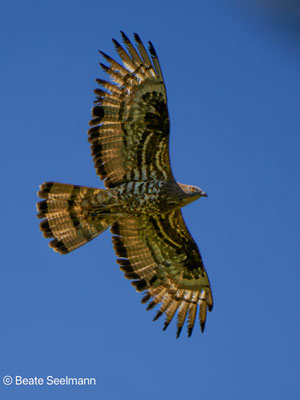 Wespenbussard