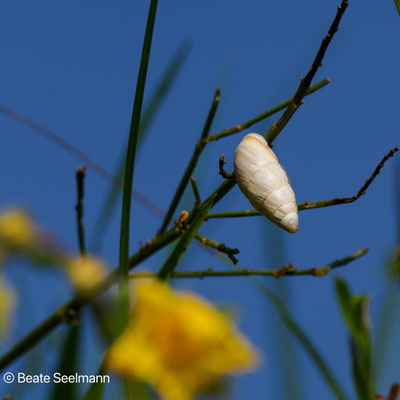 Vielfraßschnecke