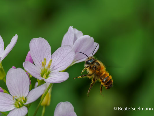 männliche Biene am Wiesenschaumkraut