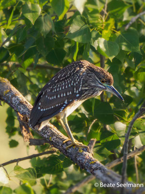 Nachtreiher, Jungvogel