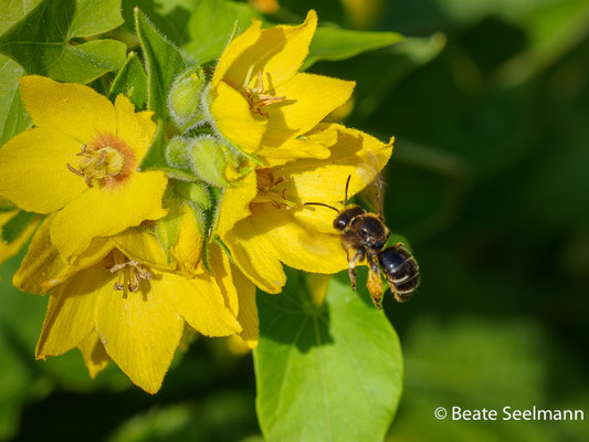 Macropis fulvipes weiblich