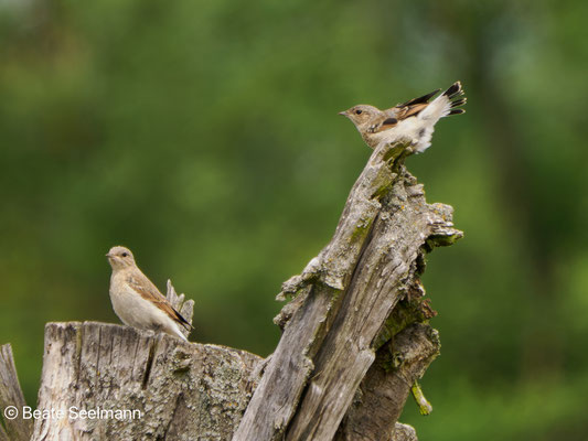 Steinschmätzer Jungvogel
