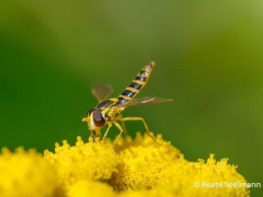 Gewöhnliche Langbauchschwebfliege