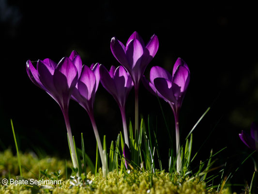 Krokusse