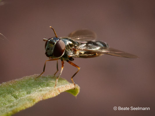 Graue Breitfuß-Schwebfliege
