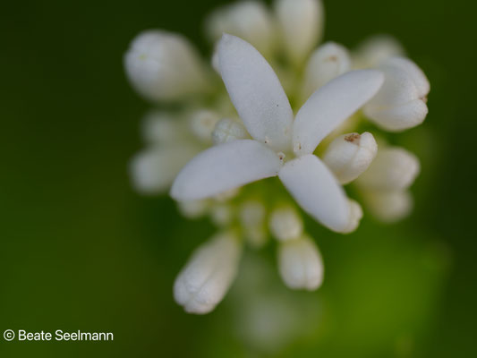 Waldmeister (Asperula odorata)