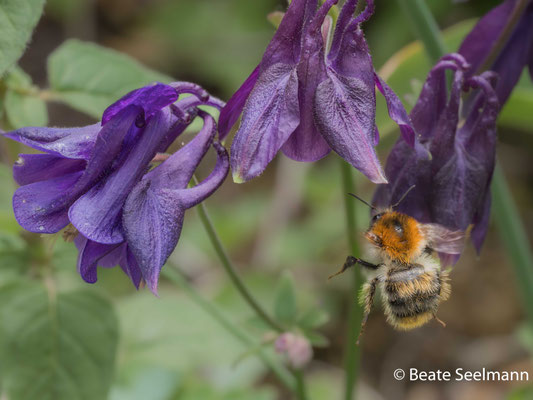 Ackerhummel und Akelei