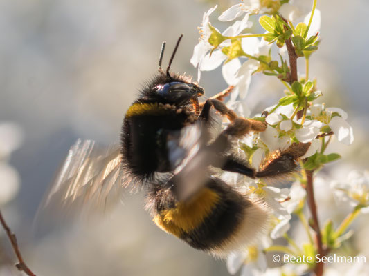 Erdhummel am Spierstrauch