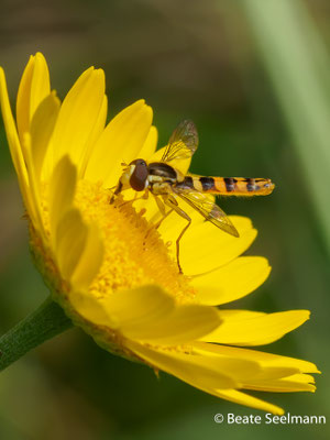 Gewöhnliche Langbauchschwebfliege