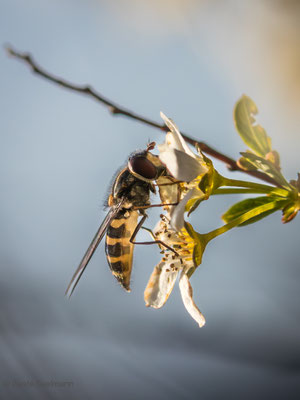 Goldhalsschwebfliege