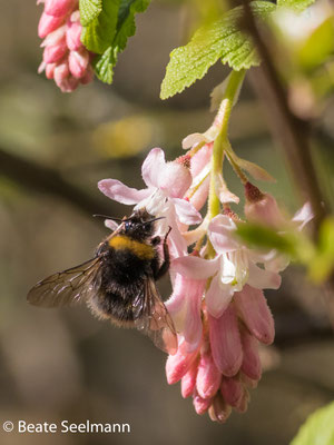 Wiesenhummel und Blutjohannesbeere
