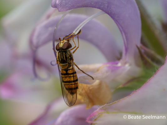 Hainschwebfliege