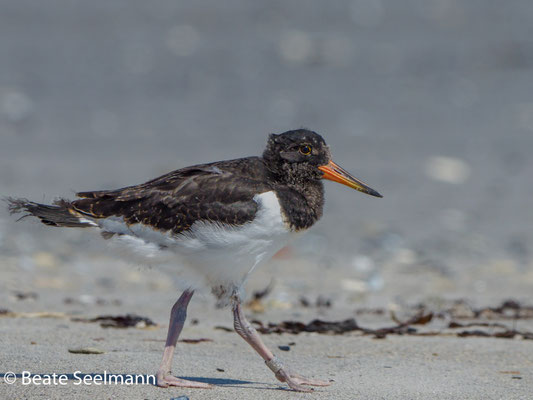 Jungvogel