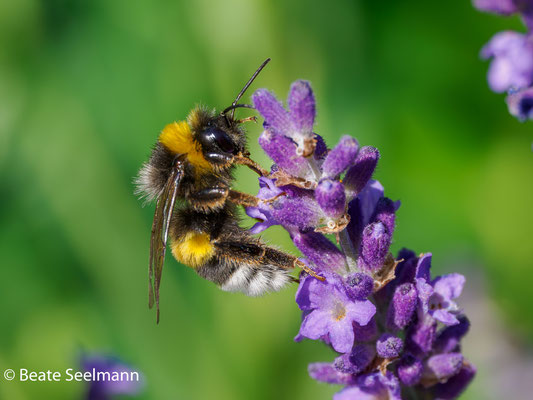 Drohne dunkle Erdhummel