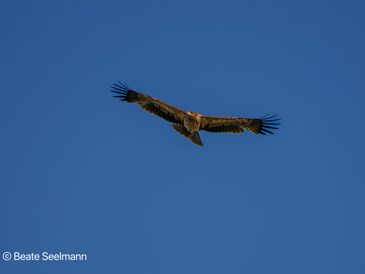 Iberienadler