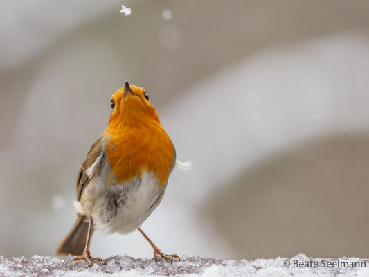 Und noch ein Schneeflöckchen