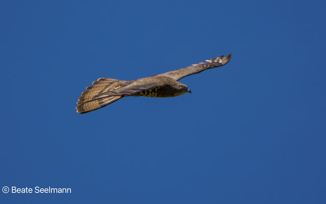 Wespenbussard