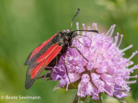Thymian-Bibernell-Widderchen