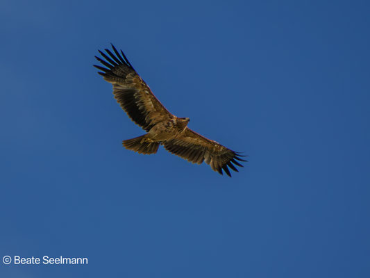 Iberienadler