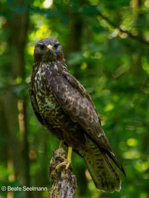 Mäusebussard